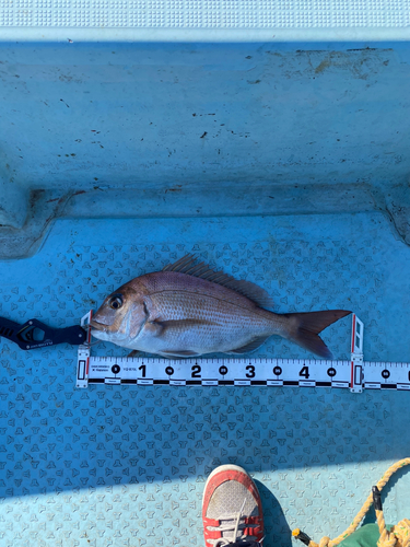 マダイの釣果