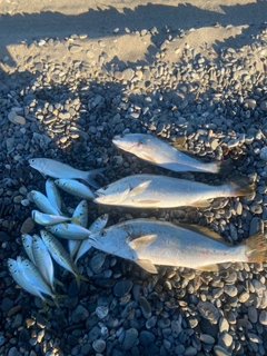 ニベの釣果