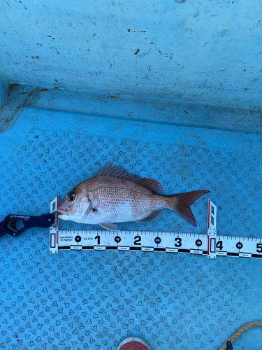 マダイの釣果