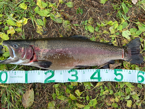 ニジマスの釣果