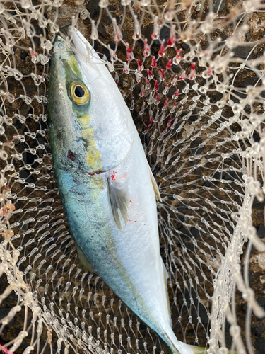 ヤズの釣果