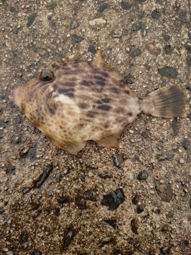 カワハギの釣果