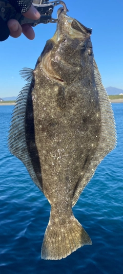 ヒラメの釣果