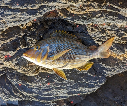 ハマフエフキの釣果