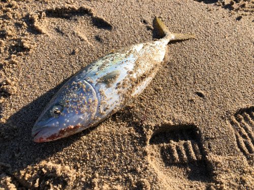 ワカシの釣果