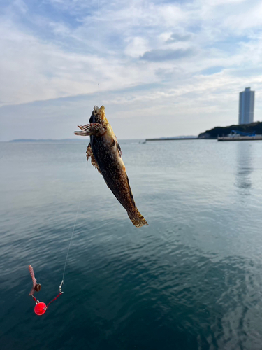 アイナメの釣果