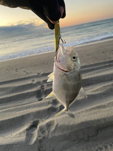 メッキの釣果