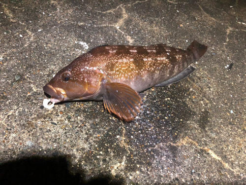 アイナメの釣果