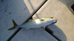 ハマチの釣果