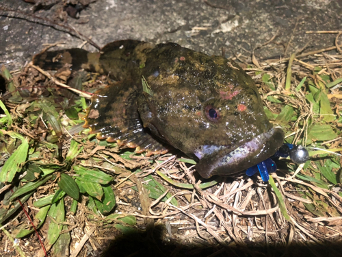 カジカの釣果