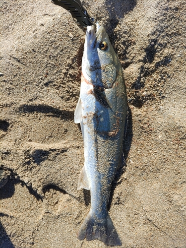 スズキの釣果