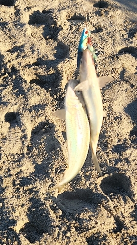 イワシの釣果