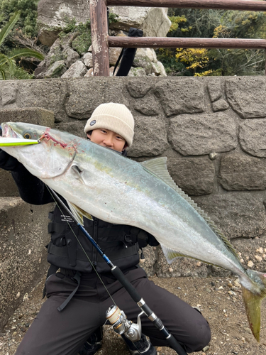 ヤズの釣果