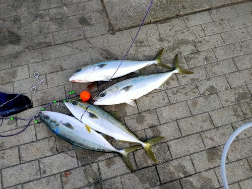 メジロの釣果