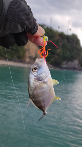 メッキの釣果