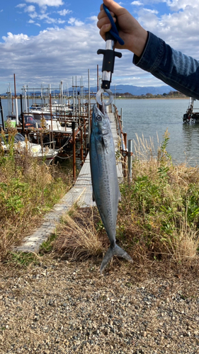 サゴシの釣果