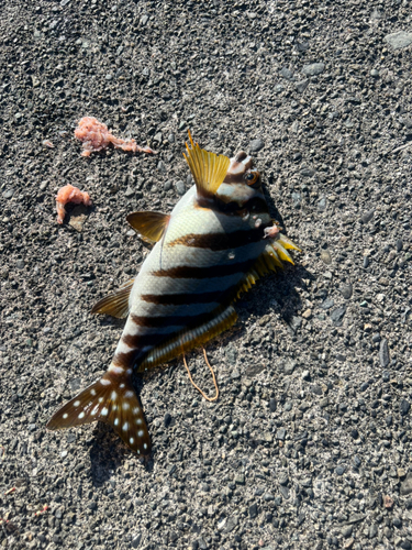 タカノハダイの釣果