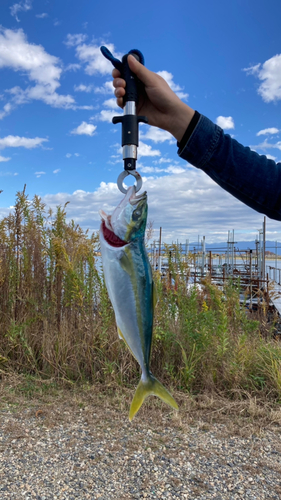 イナダの釣果