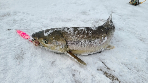 アキアジの釣果