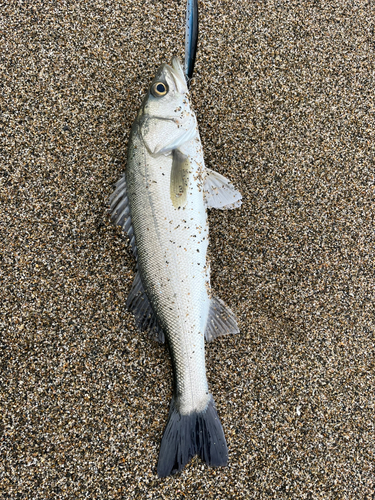 フッコ（マルスズキ）の釣果