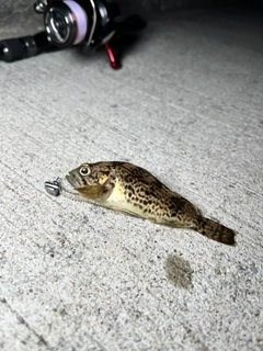 タケノコメバルの釣果