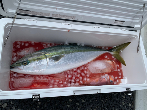 ブリの釣果