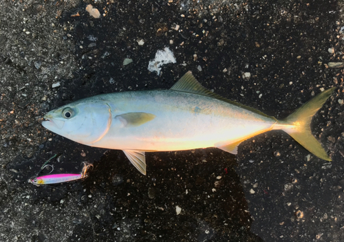 ハマチの釣果