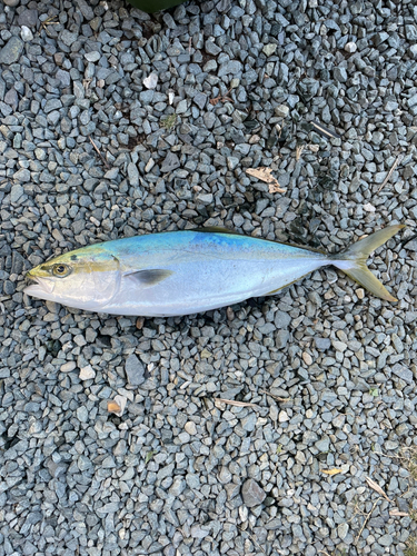 イナダの釣果