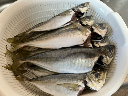 アジの釣果