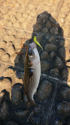 ボラの釣果