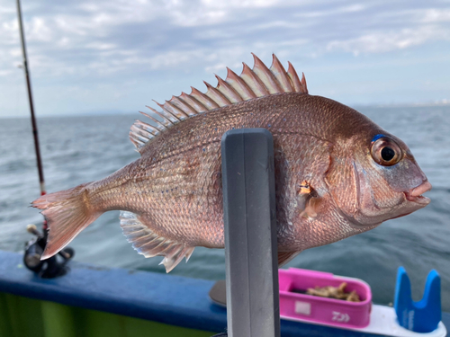 マダイの釣果