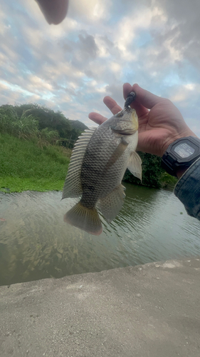 ティラピアの釣果