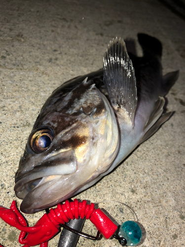 クロソイの釣果