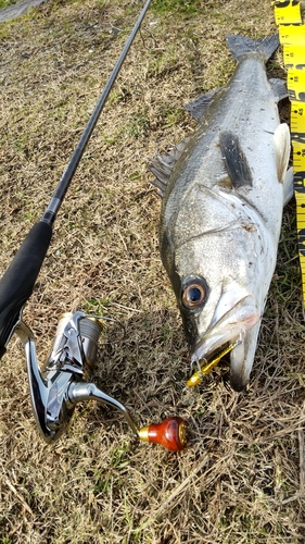 釣果