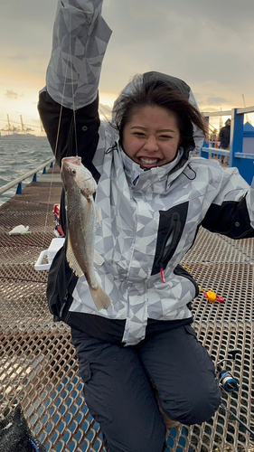 シログチの釣果