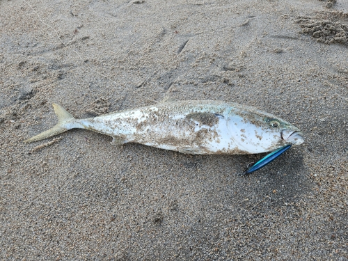 ワラサの釣果