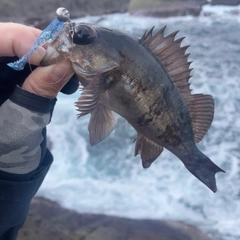 クロメバルの釣果