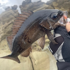 クロメバルの釣果