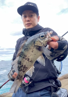 クロメバルの釣果