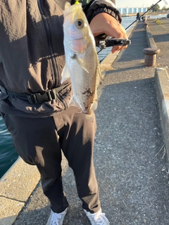 セイゴ（ヒラスズキ）の釣果