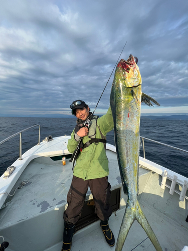 シイラの釣果