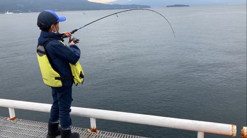 アラカブの釣果