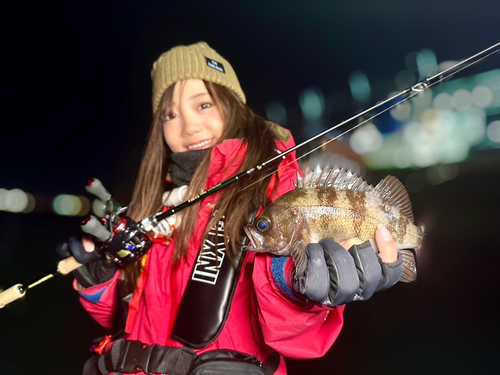 シロメバルの釣果