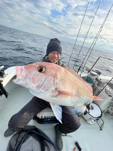 マダイの釣果