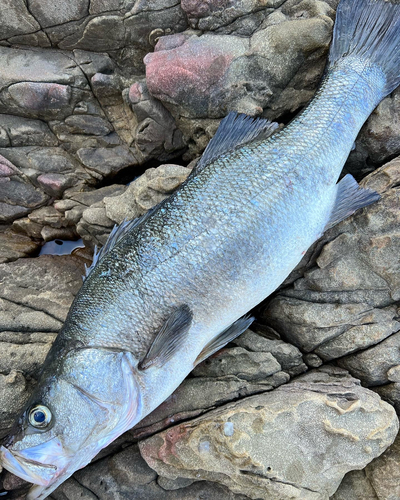 ヒラスズキの釣果