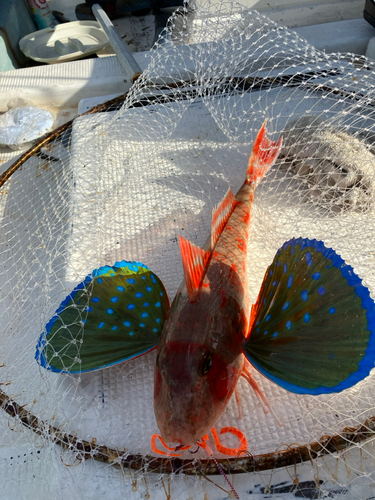 ホウボウの釣果