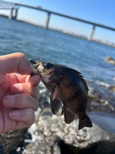 メバルの釣果