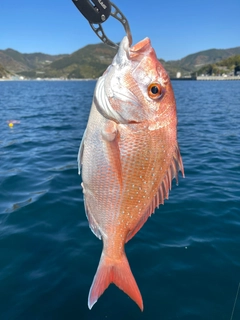 タイの釣果