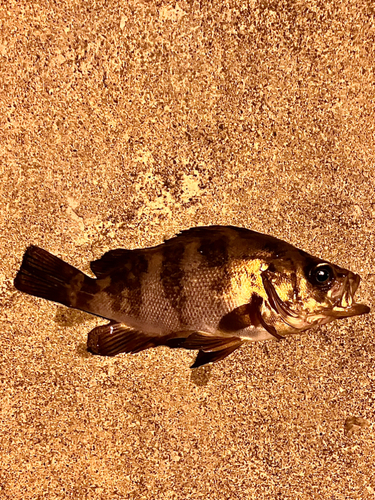 シロメバルの釣果