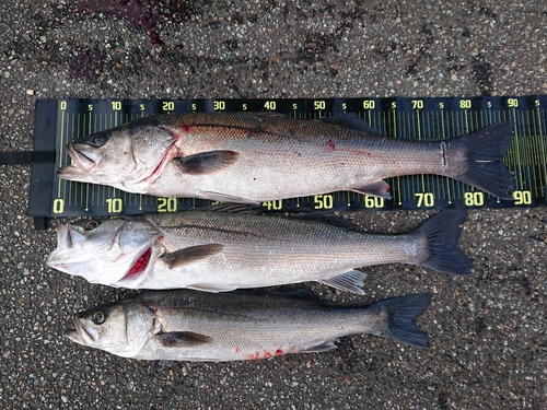 シーバスの釣果